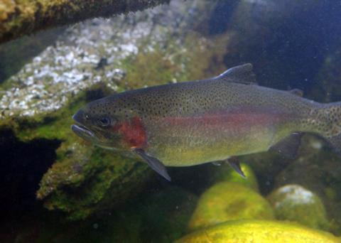 The restored habitats should help boost steelhead trout and Chinook salmon populations. Photo: Gerick Bergsma 2010/Marine Photobank