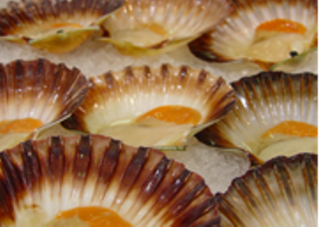 Scallops on ice