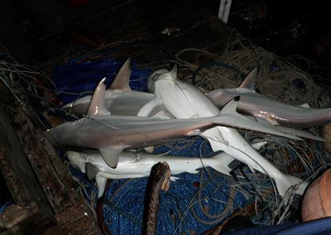 Better managment is needed for shark fisheries in the Coral Triangle. Photo: Australian Fisheries Management Authority 2012