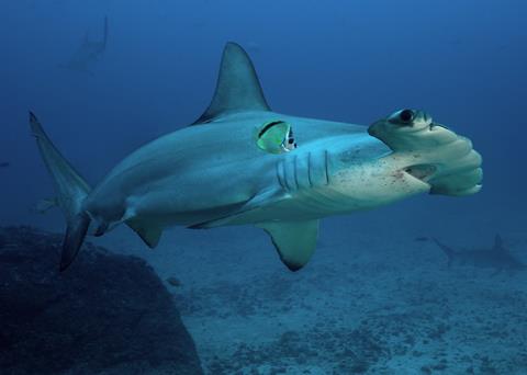 Hammerhead shark