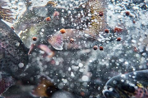 Rangen aquafeed