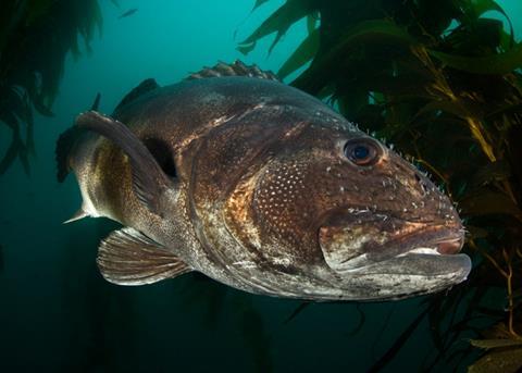 EU Member States are preparing a sea bass management plan. © Octavio Aburto/Marine Photobank