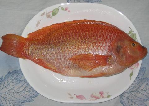 An operation that farms and processes tilapia in Costa Rica is BAP certified. Credit: Wiki/Allentchang. License: GNU Free Documentation License