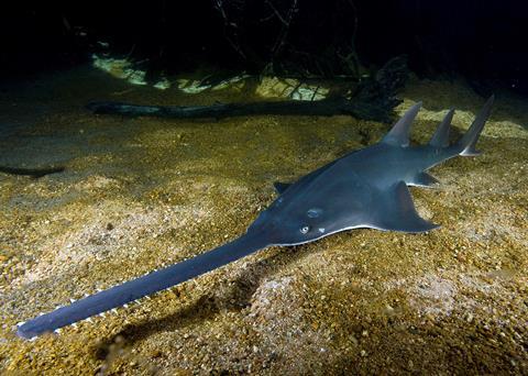 Photo: Largetooth sawfish (Pristis pristis) Photo: David Wackenfelt