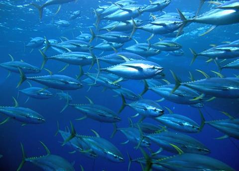 The ISSF has released its latest ‘Status of the Stocks’ report Photo: ISSF