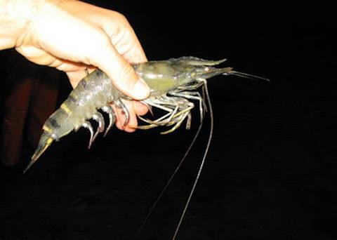 Japan has lifted the inspection order for Indian Black Tiger shrimps Photo: FAO