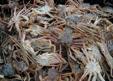 Snow crab. Credit: NOAA