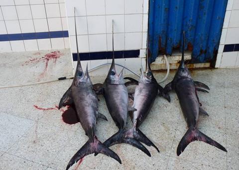 Small-scale vessels are illegally catching swordfish in the Gibraltar Strait using driftnets. Photo: Oceana Europe