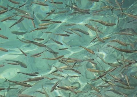 Aller Aqua and TripleNine have conducted a successful trial into functional ingredients in fish feed Photo: Aller Aqua