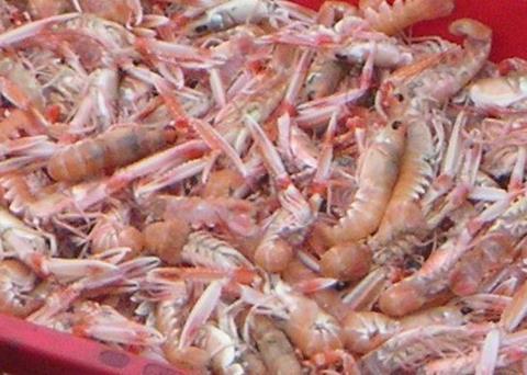 Sales of warmwater prawns have risen by 14%. Credit: Wojsyl