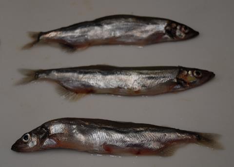 Ocean conditions are thought to be affecting the quality and abudance of capelin, an important prey for northwest Atlantic salmon