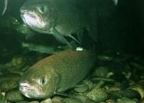 Baltic Salmon will now be included in the JDP. Credit: Helsinki Commission