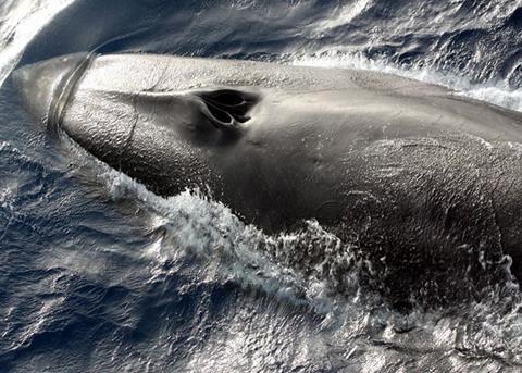 Fin whale. Credit: NOAA