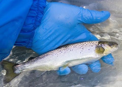 The identification of the gene responsible for IPN resistance in salmon enables a great accuracy in the selection of broodstock, ensuring the offspring to be resistant to IPN