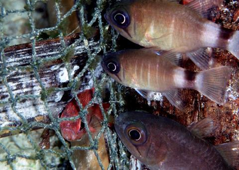 EAPO, Europêche and Cogeca have launched a new proposal to address the issue of discards. © Henry Wolcott 2005/Marine Photobank
