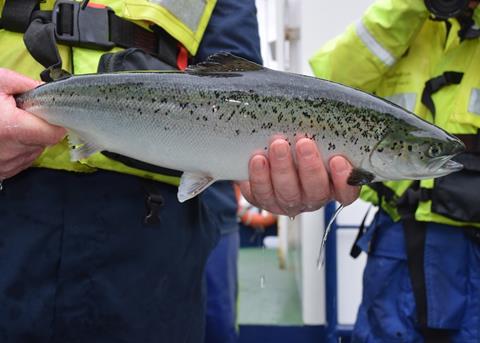 Genes hold the key to identifying which salmon are resistant to sea lice Photo: SAIC