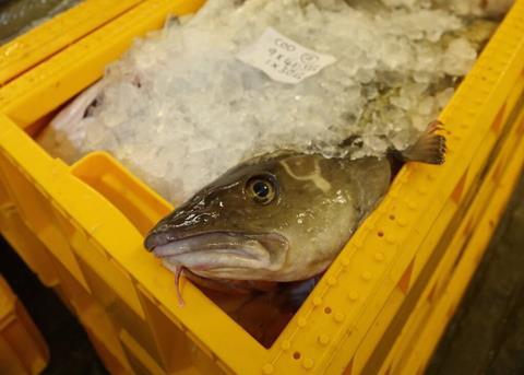 Cod quotas are unnecessarily low, argues the SFA Photo: SFA