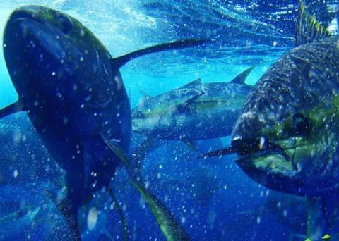 The Pacific Alliance for Sustainable Tuna (PAST) comprises of four leaders in the Mexican tuna industry