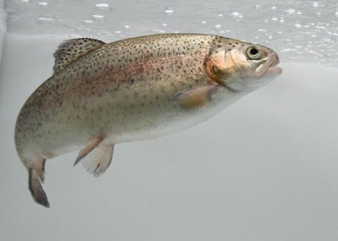 Rainbow trout