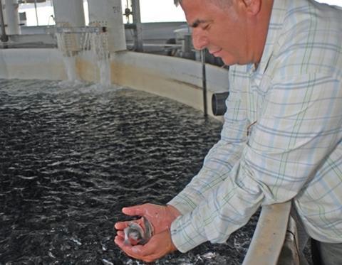 Dr Oguz Ucal, vice president of Kilic’s hatchery operations, admiring a handful of seabass fry.