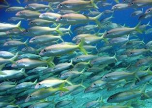 A new study explains that global ocean fish populations could increase