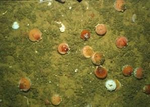Atlantic scallop. Credit: NOAA