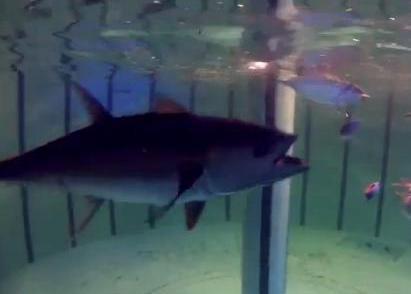 Tuna inside the URI tank