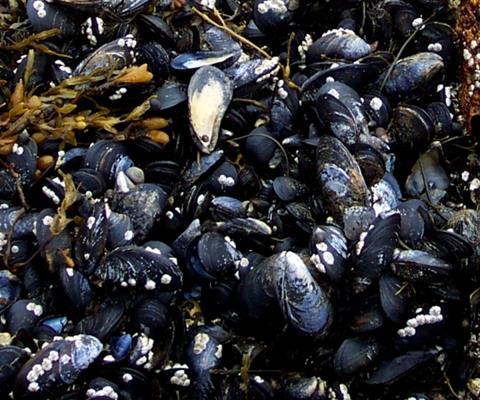 Irish mussels