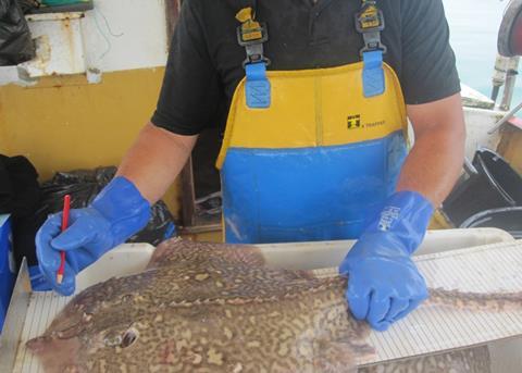 Fisherman measuring a thornback ray