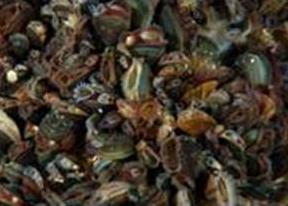 Blue mussels (Mytilus sp.) under a wind generator, Lillgrund, Denmark.  © OCEANA/ Carlos Suárez