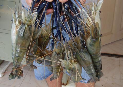 For commercial prawn farms, all-male populations are highly desirable Photo: Professor Amir Sagi