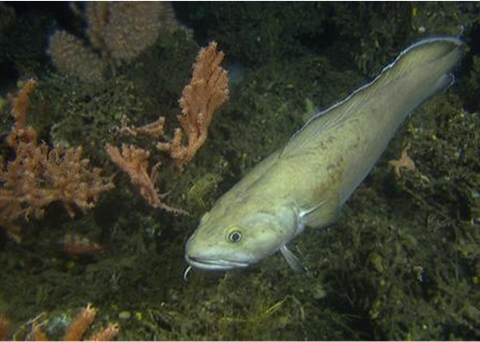 Coral reef. Credit: MAREANO/Havforskningsinstituttet