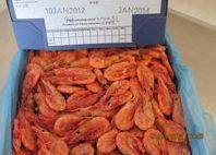 Faroese cold water prawns. © Maresco A/S