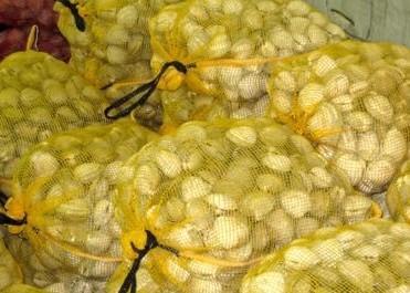 Hard clams ready for market. © K. Hudson/VIMS