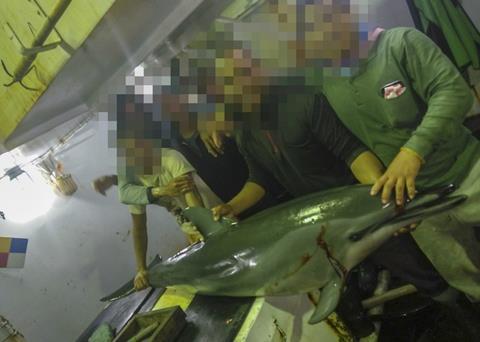 The EJF is concerned about Taiwan's illegal slaughter of dolphins, turtles and sharks Photo: EJF