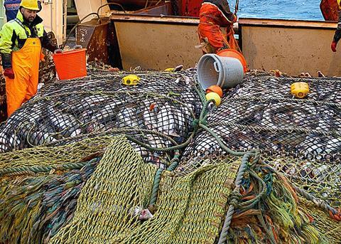 Cod caught by trawling are slightly more exhausted than fish caught by autoline. © Nofima