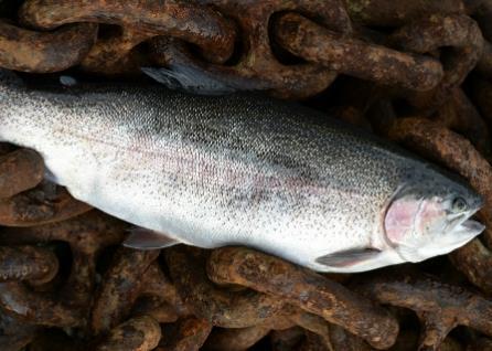 Sainsbury’s has launched Freedom Food-labelled rainbow trout. Credit: Sainsbury’s