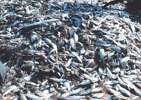 More than half of fishing fleets are not collecting information about bycatch. Photo: NOAA