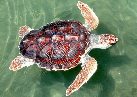 Critical habitat for the threatened loggerhead sea turtle has been designated