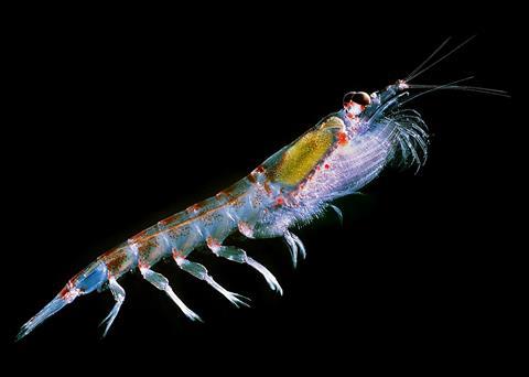 Antarctic krill. Credit: Uwe Kils/CC BY-SA 3.0, via Wikimedia Commons