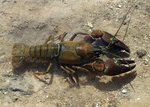 Signal crayfish. Credit: David Perez/CC BY 3.0