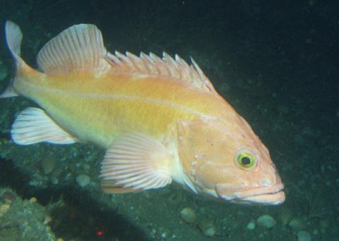 Groundfish stocks on the US west coast are on the increase Photo: NOAA