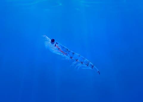 GEA to design krill protein pilot plant