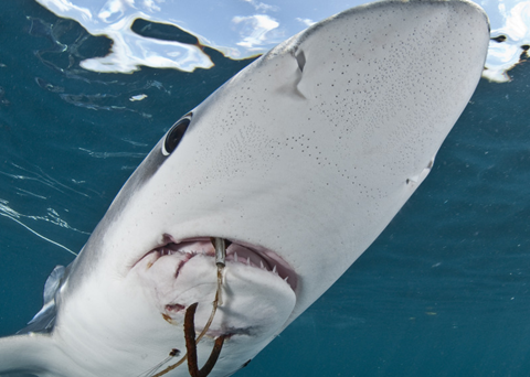 Last year's winning photo. Photo: Terry Goss/Marine Photobank