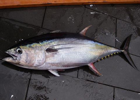 Pole and line yellowfin tuna certificate suspended, News