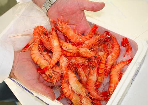 New York focus on fish fraud