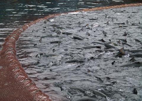 11 British Columbia companies will be receiving investment worth $1.25 million. Credit: Mainstream Canada