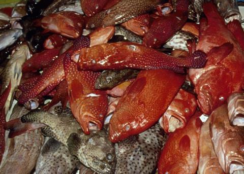 A warmer and less-oxygenated ocean could make it more difficult for bigger fish to get enough oxygen, which means smaller fish. ©Wolcott Henry 2005/Marine Photobank