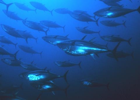 IATTC failed to adopt any conservation measures on bluefin tuna. Credit: NOAA