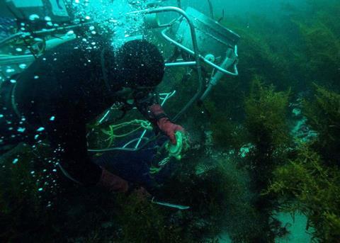 A professional diver works on a wild catch harvest of greenlip abalone near Augusta